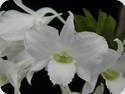 Dendrobium dearei